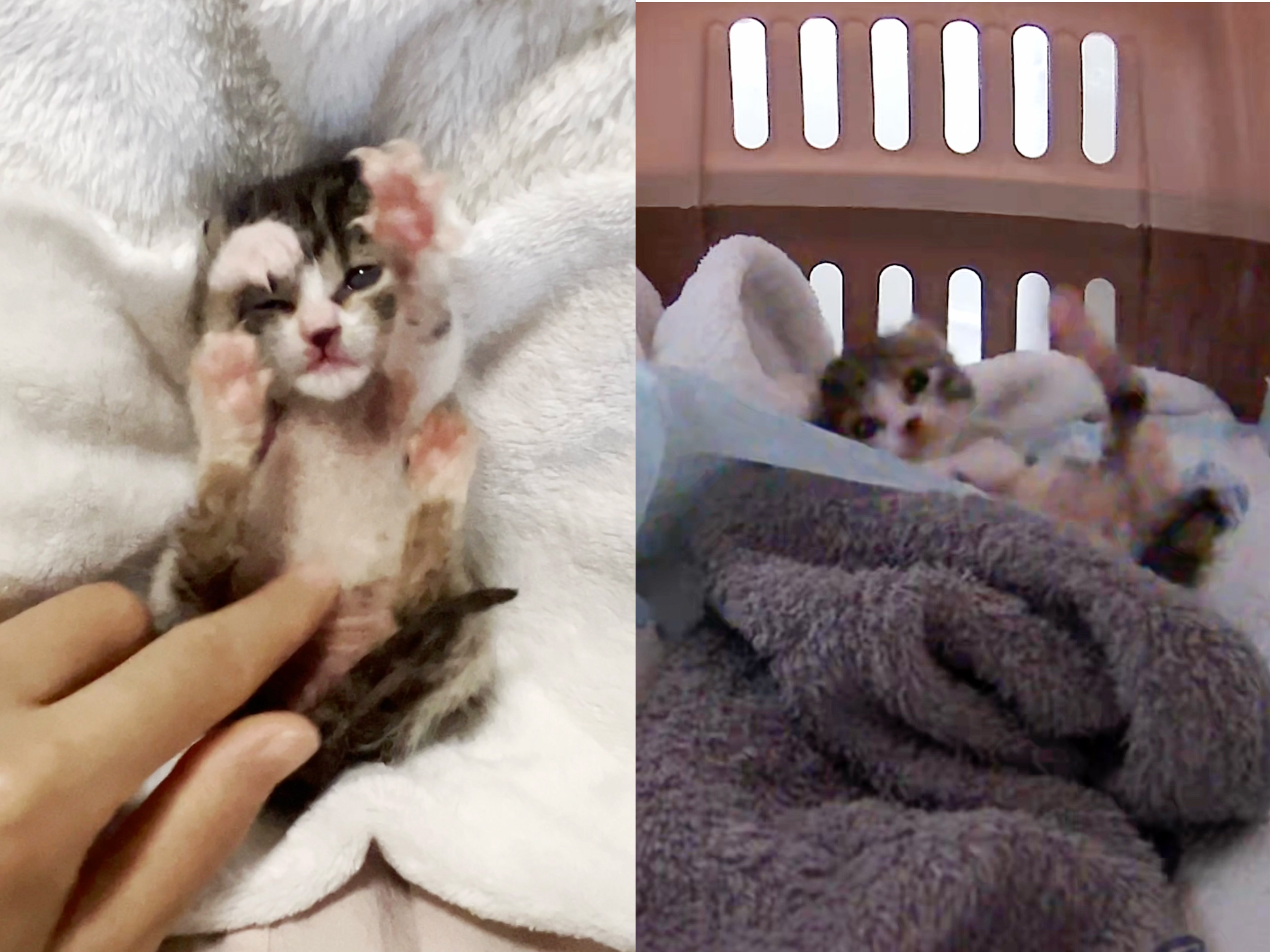又捡小奶猫的第16天|开始进入小奶猫最好玩的阶段了,每天rua不停