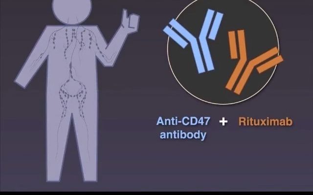 抗CD47抗体预防肿瘤免疫逃逸哔哩哔哩bilibili