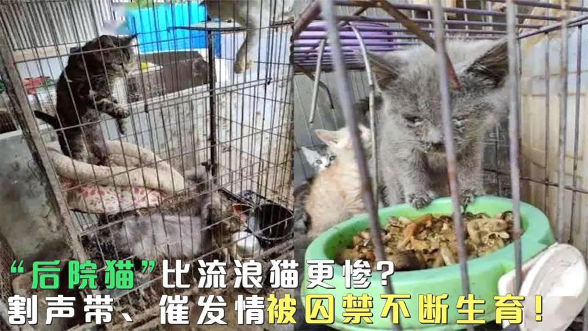 “后院猫”比流浪猫更惨?割声带、催发情,被人类囚禁不断生育!哔哩哔哩bilibili