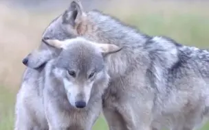 Скачать видео: 【纳努克】两只陌生狼相遇后...