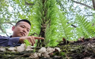 下载视频: 附生在百年古树上的“龙鳞”珍贵又稀少植物，我们这里却泛滥成灾