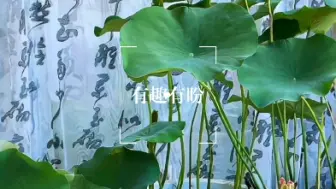 Video herunterladen: 荷花