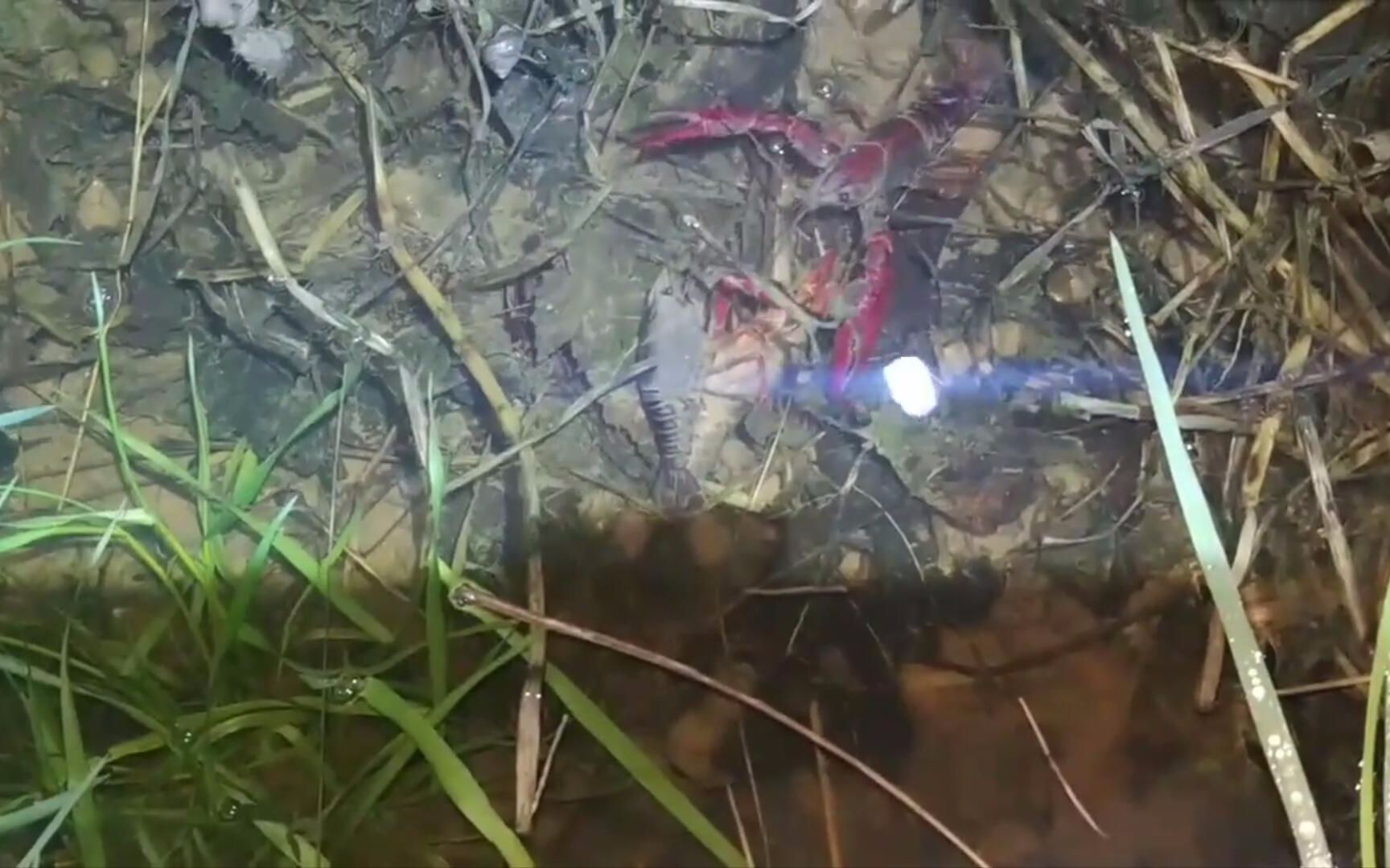 小伙子夜晚户外打野,遇到让人哭笑不得的一幕,3只龙虾搞大事!