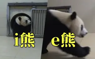 Video herunterladen: 到家啦，尽情撒欢吧！熊猫“美香”一家顺利抵达卧龙