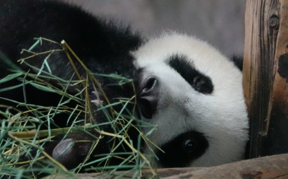 【大熊猫嘉嘉2019崽】200620啃小竹叽84