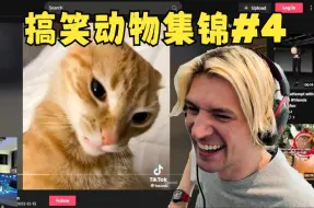 【中字】xQc看搞笑动物集锦#4