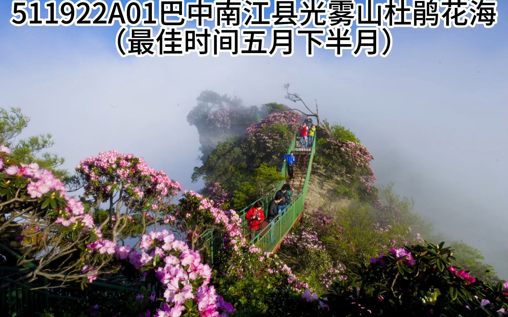 5月下半月巴中南江县光雾山杜鹃花海(511922a01)