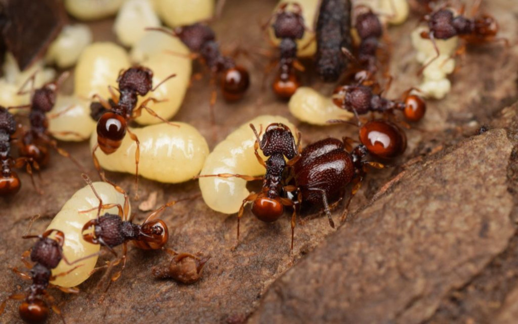 光腿刺切叶蚁(acanthomyrmex glabfemoralis)