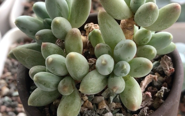 多肉植物 京美人 pachyphytum hookeri 厚叶草属的原始种 原产地为