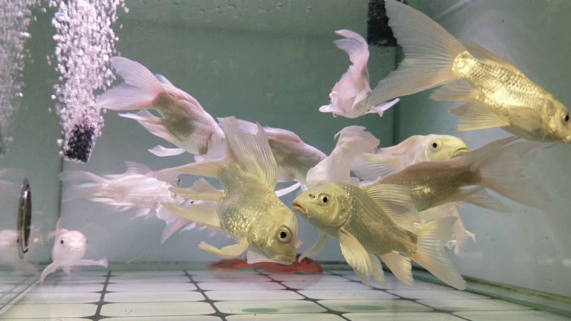 漂亮的小仙女鱼