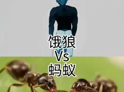 下载视频: 饿狼vs蚂蚁