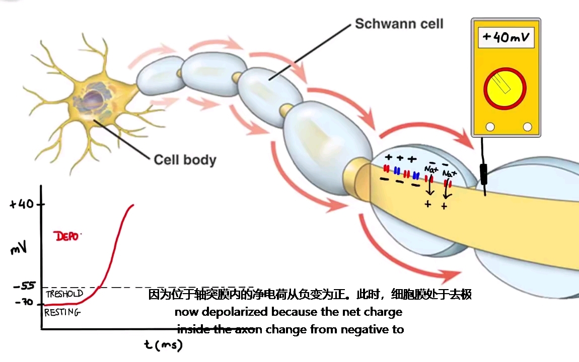 动作电位产生图片