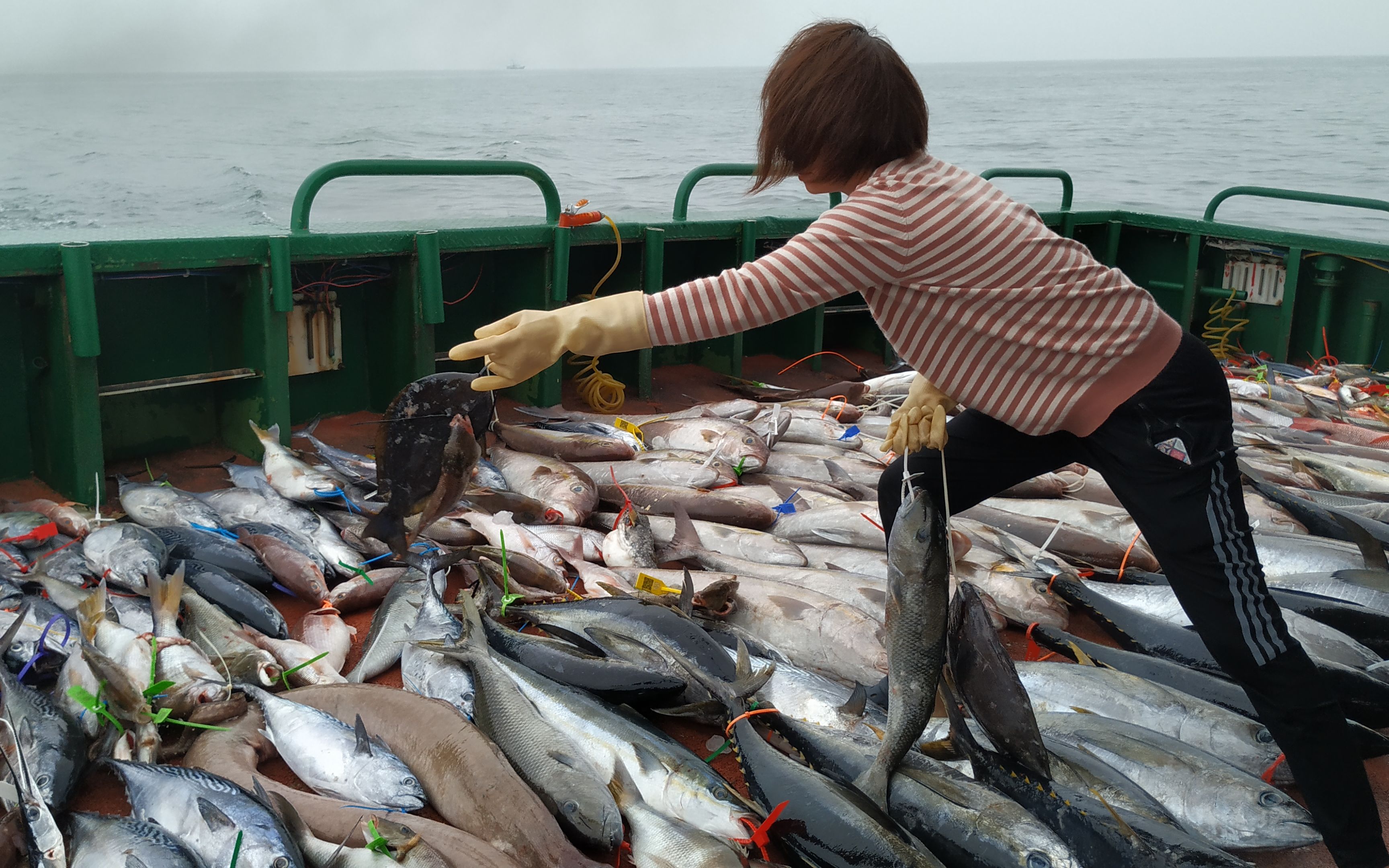 真实的南海深海钓鱼,昨天钓了几百斤金枪鱼,看看今天收获怎样