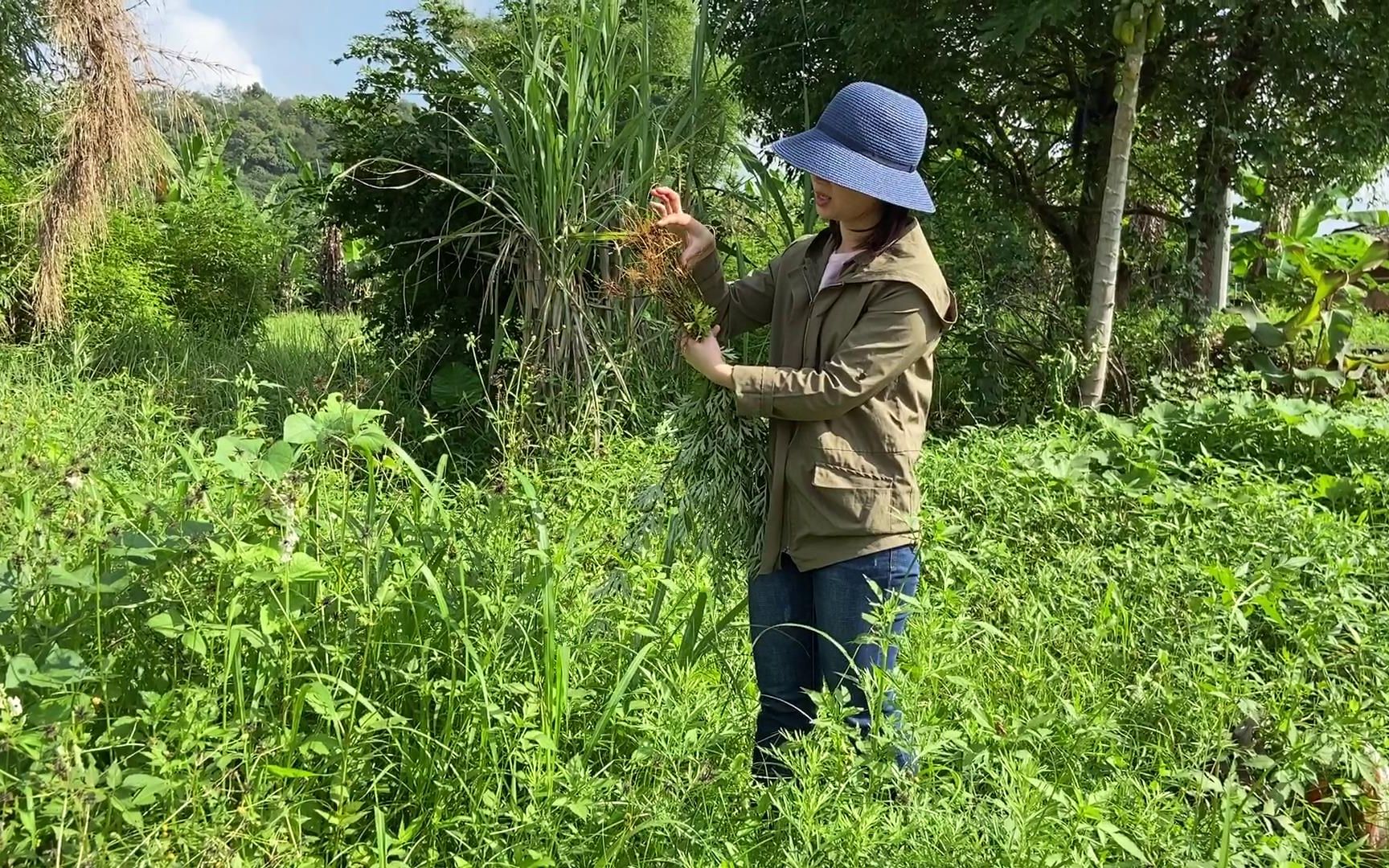 [图]又到了挖艾的季节，艾草全身都是宝，女性食疗滋补好食材！