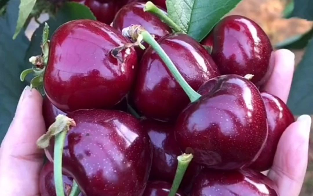 美国一号大樱桃苗 #美国一号大樱桃苗种植