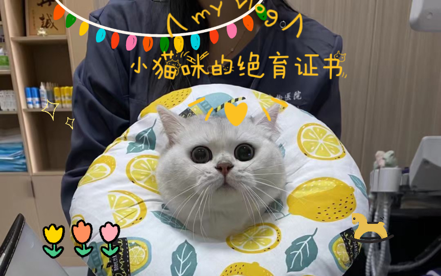 小猫咪的绝育证书,健康每个小猫咪哔哩哔哩bilibili