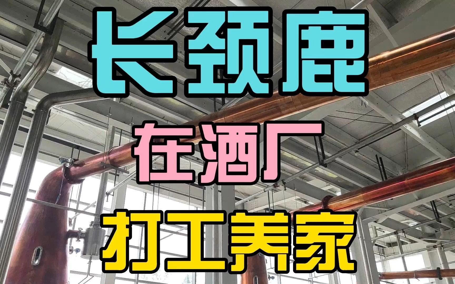 我居然看到长颈鹿在酒厂打工做威士忌跟我游崃州蒸馏厂(3)哔哩哔哩bilibili