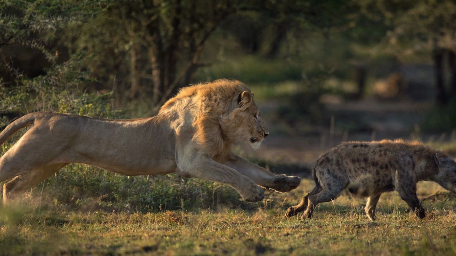 鬣狗一不小心进了雄狮的伏击圈 嘿 道友请留步