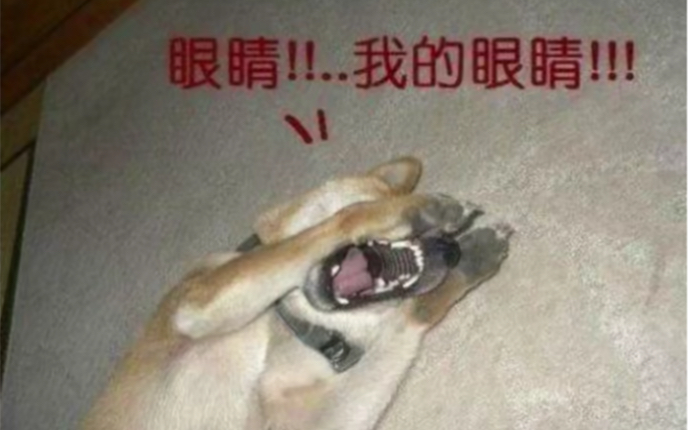 忠 犬 八 公哔哩哔哩bilibili