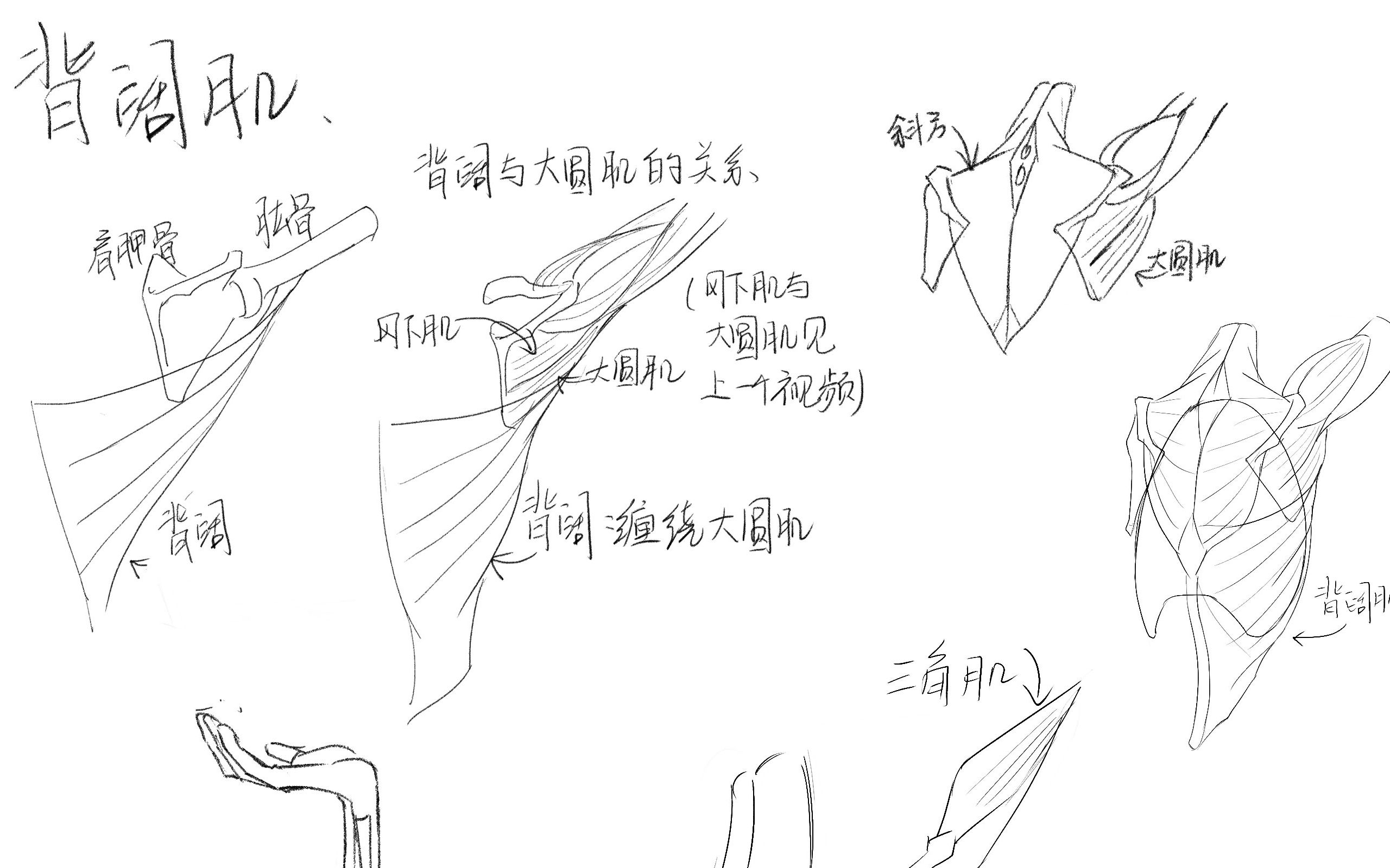 [图]【老老实实学人体】之临摹《理解人体形态》（背阔肌1）