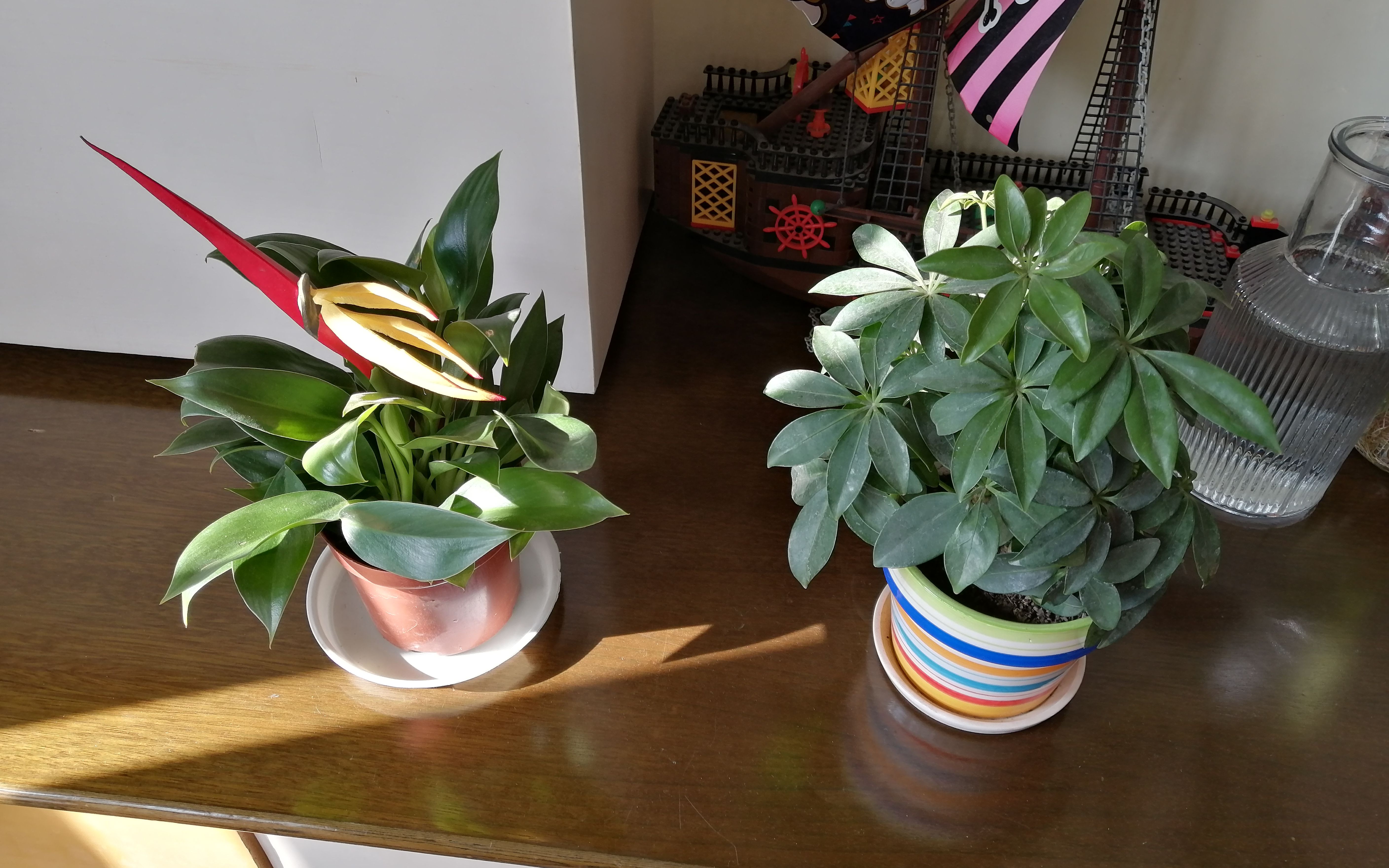 早晨起床,家里花草又多了新成员,天堂鸟和鸭脚木