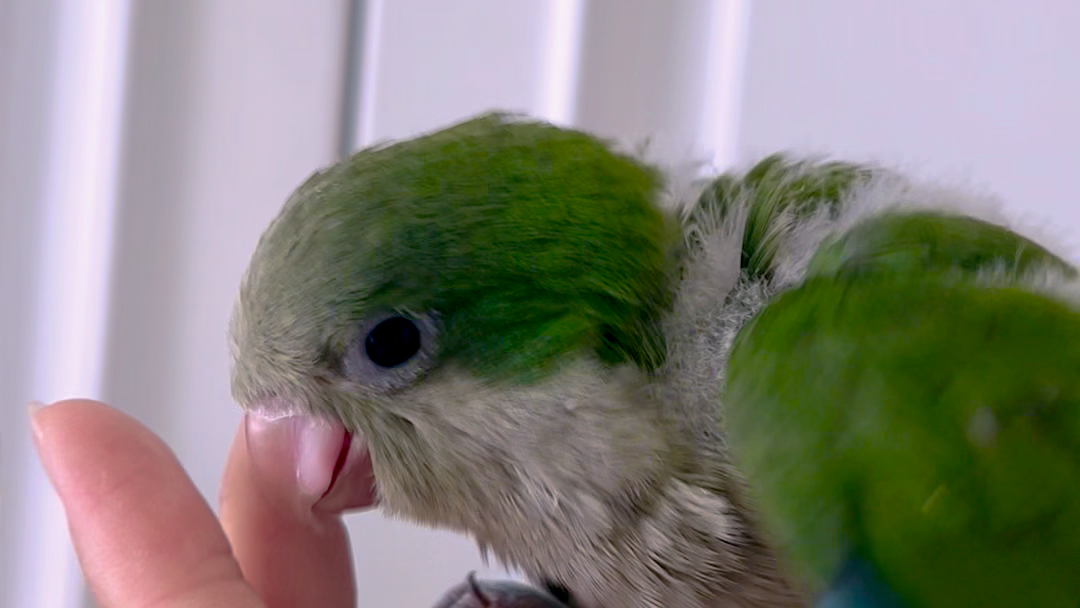 绿和尚鹦鹉