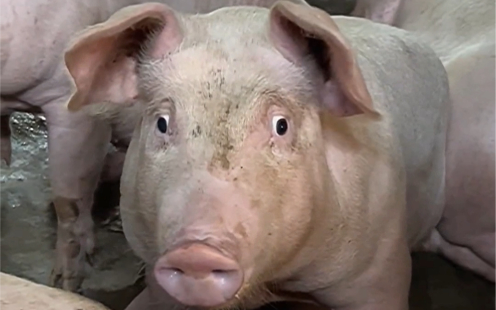 单身久了果然看猪都如此眉清目秀!