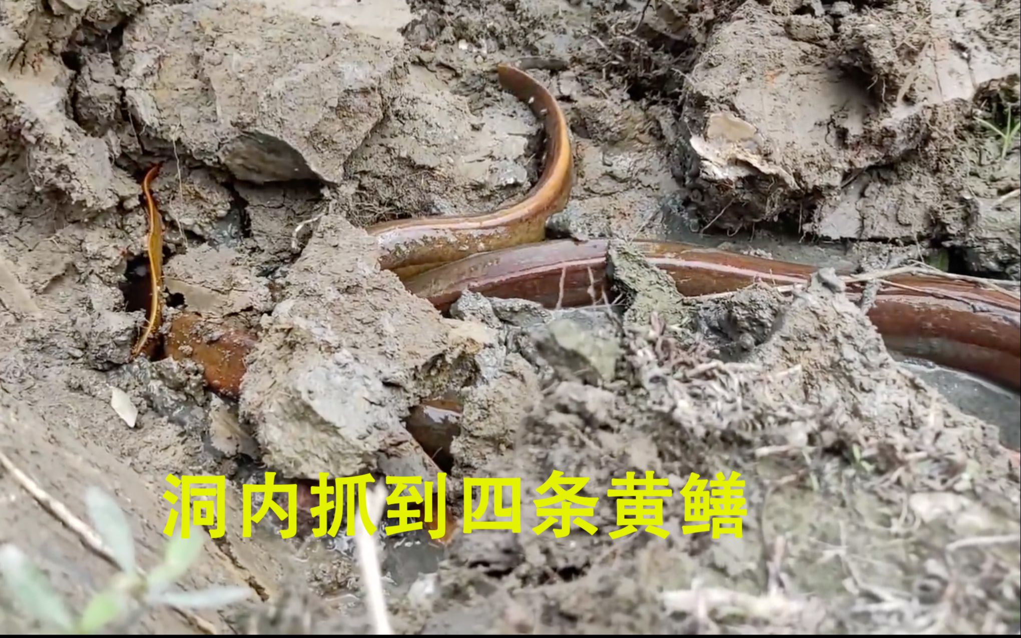 洞内挖黄鳝