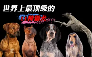 杀犬同人 哔哩哔哩 Bilibili 杀犬同人 哔哩哔哩 Bilibili