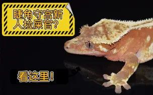 Télécharger la video: 【TikisGeckos】睫角守宫新人捡屎官必看干货