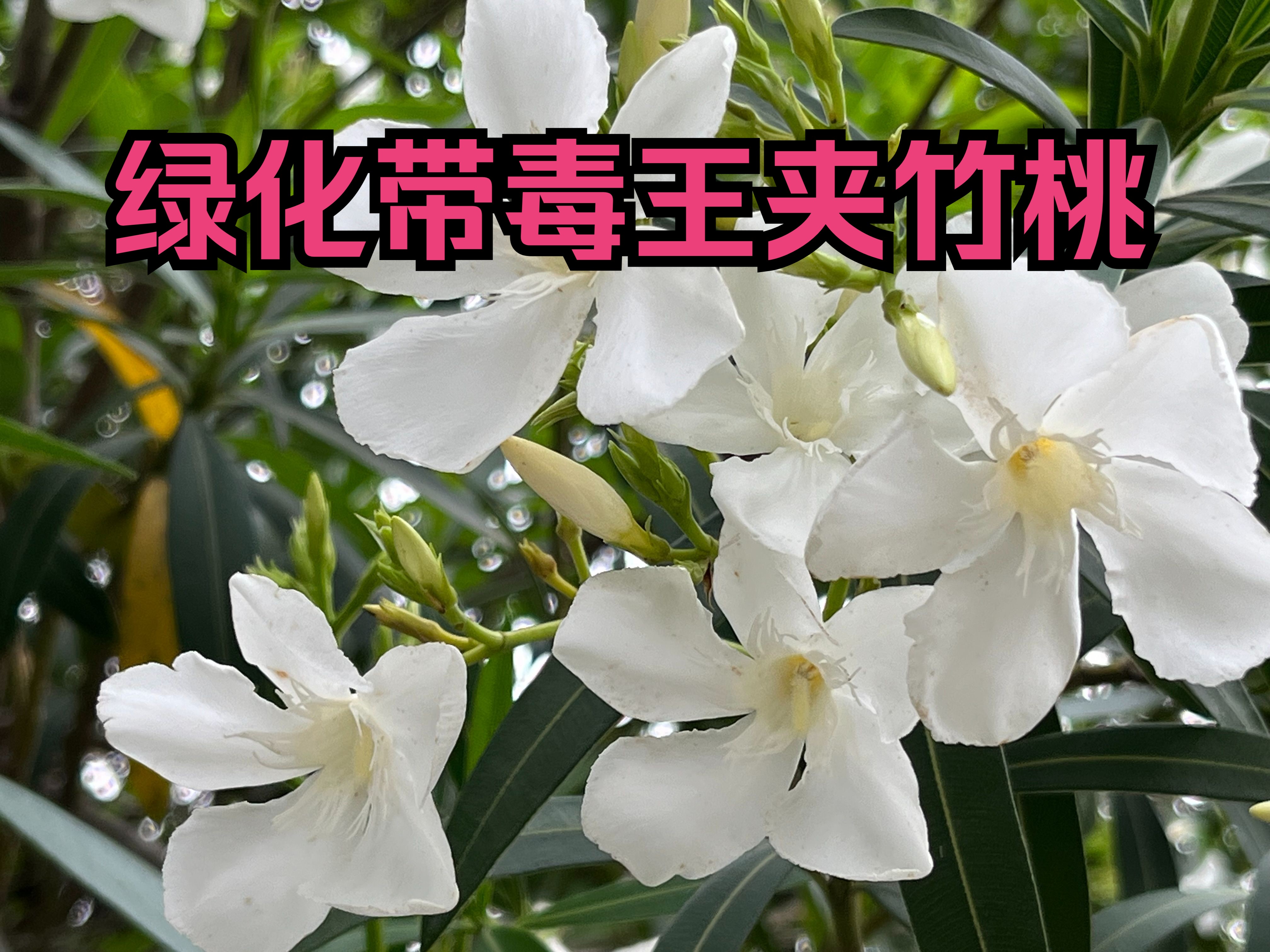 绿化带隐藏的危险,夹竹桃,每年都有中毒案例,转发给亲朋好友