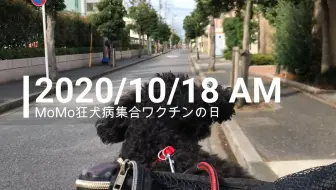 泰迪毛毛 毛毛的美容院日记小姐姐耐心操刀大变身美图美图还是美图 下篇 哔哩哔哩 Bilibili