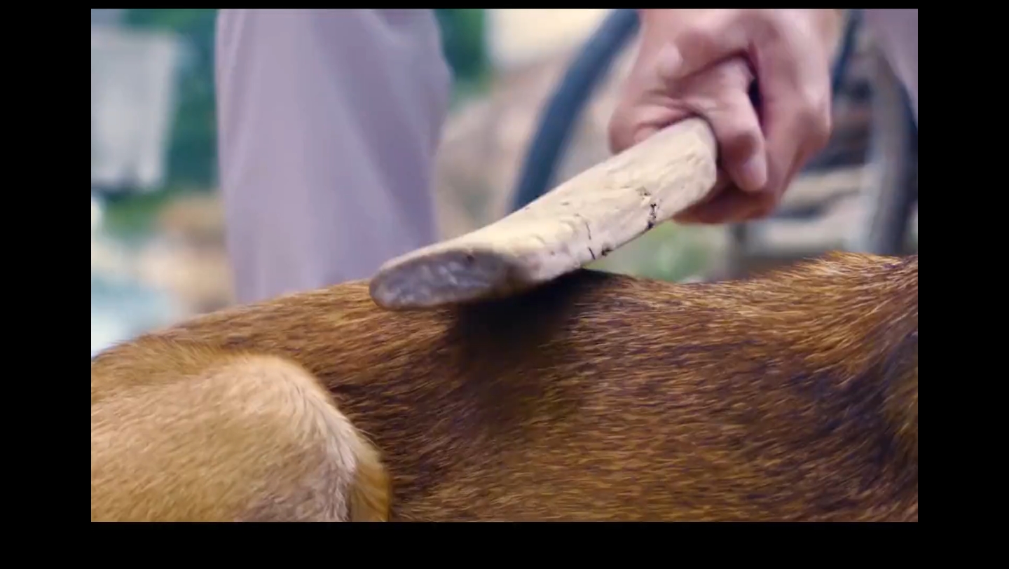 军犬即将被炖,老人将它救下,它让老人一家多次逃过劫难 #电影战犬出击
