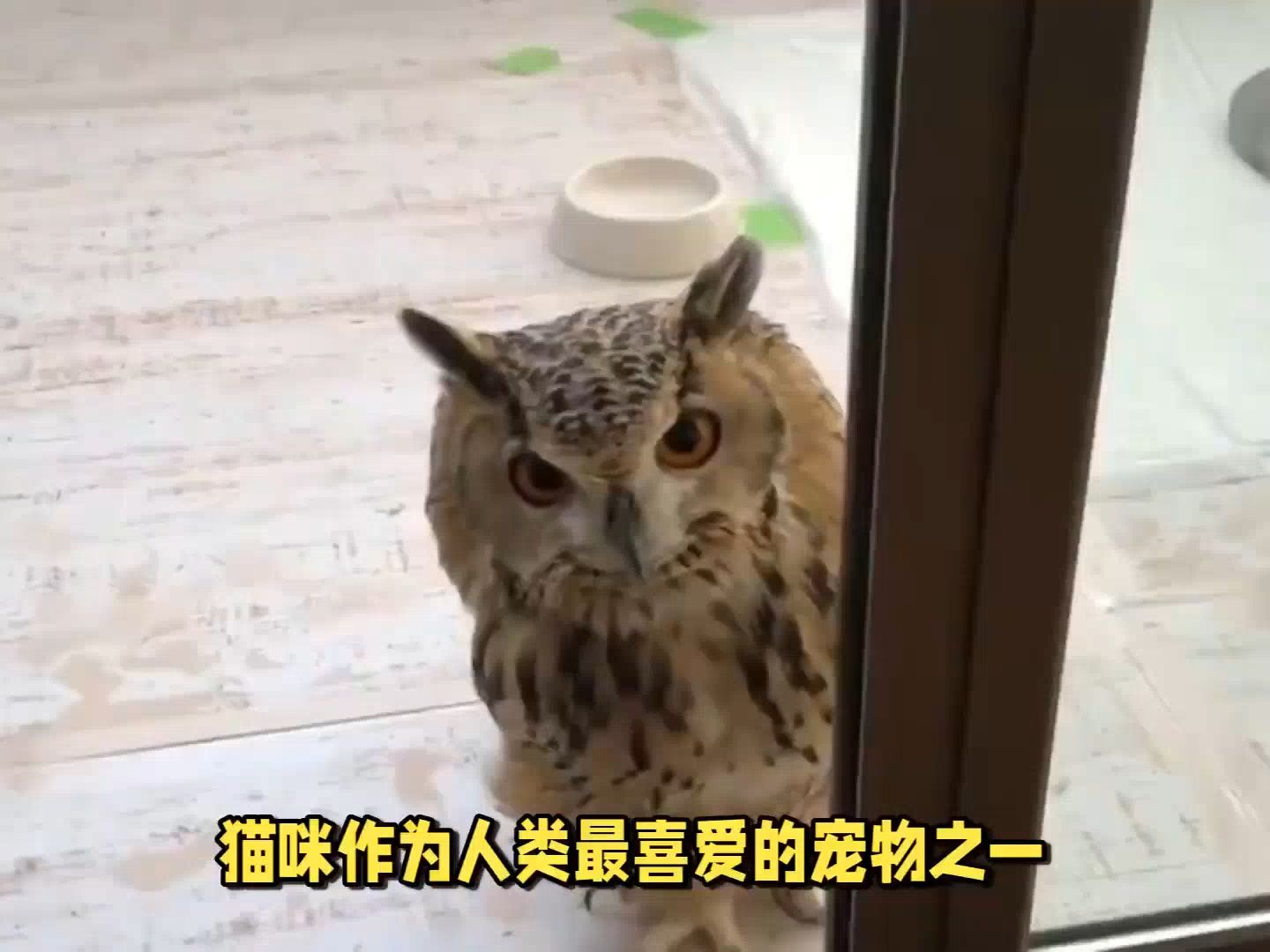 关于猫头鹰眼球的冷知识哔哩哔哩bilibili