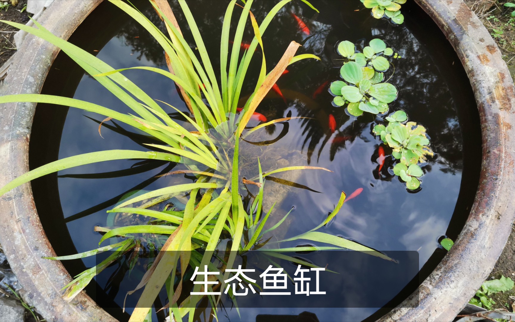 【斗鱼,草金61生态水草鱼缸】户外放养运行四个月不换水,更新状态