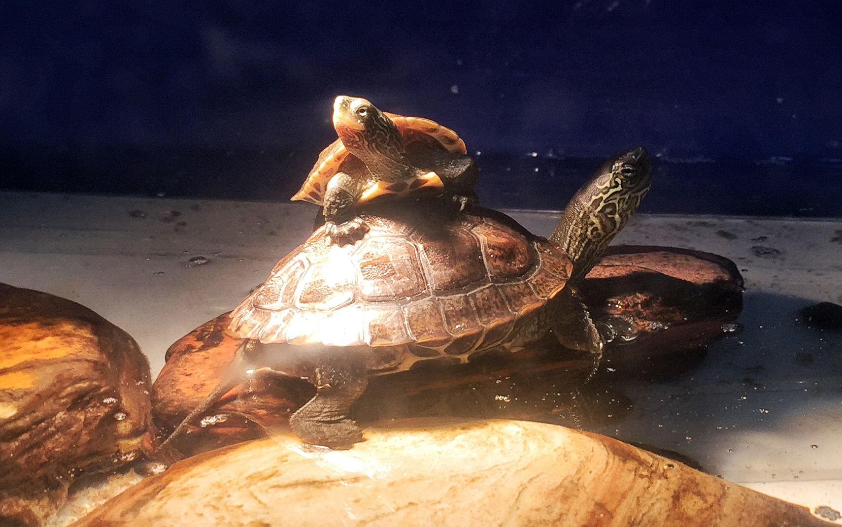 小王八羔子中华草龟进食视频