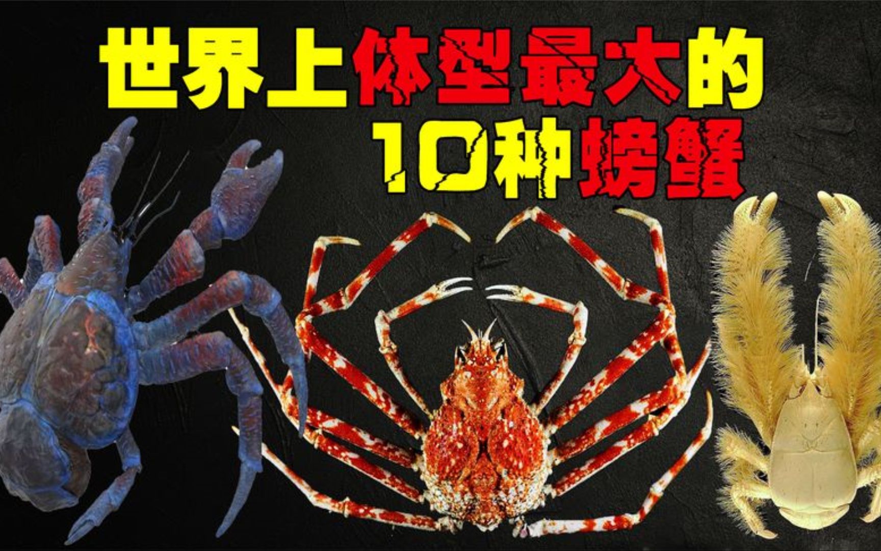 世界上10大巨型螃蟹,帝王蟹仅排第三,第一名可捕食鲨鱼哔哩哔哩bilibili