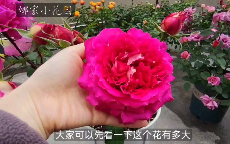 马萨德医生月季的夏花和春花表现哔哩哔哩bilibili