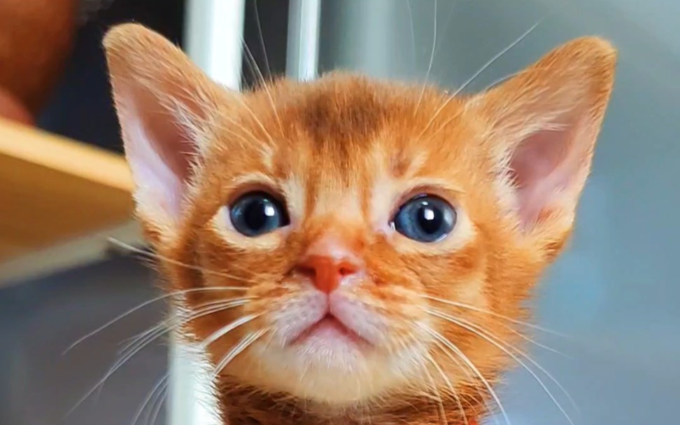 阿比西尼亚猫//双眼皮女孩