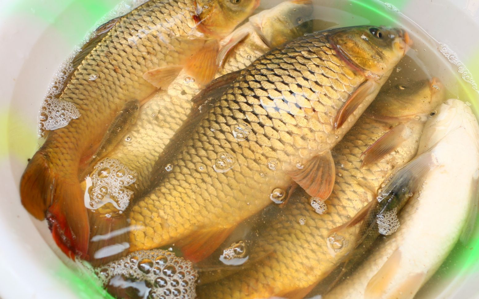 池塘的水干了,小伙抓了5条鱼,回来做了一盘生鱼片