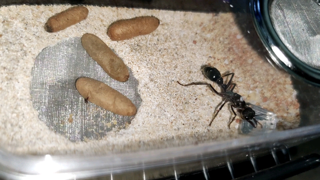 黑梨牛蚁即将出工