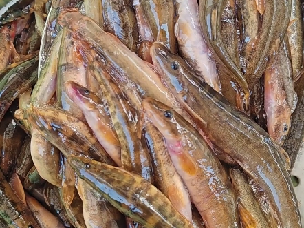 东北汤旺河冷水河石榴鱼爆网啦!油炸酱焖喝点小酒嗷嗷香