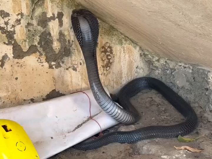 黑眼镜蛇的攻击性有多强