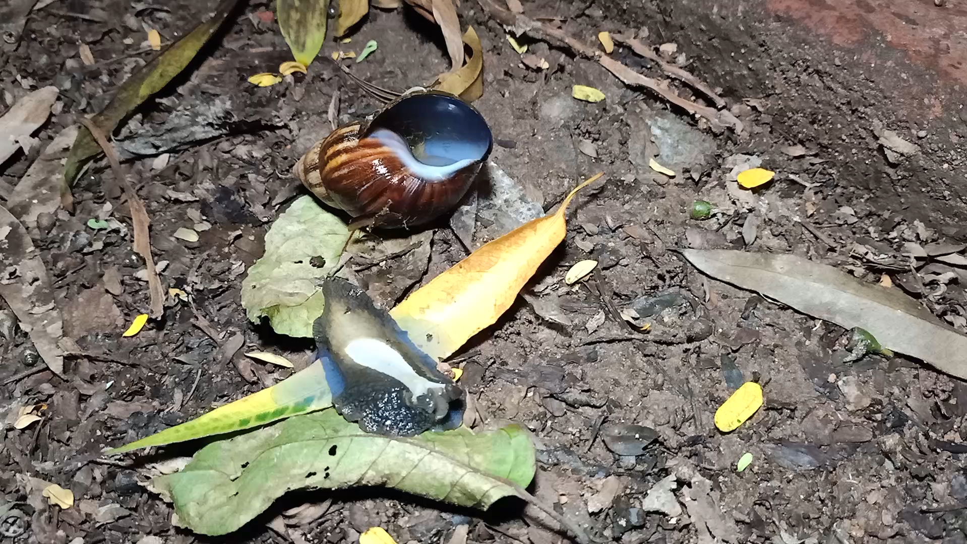 今年第1批孵化出来的非洲大蜗牛幼崽已经开始出来霍霍了