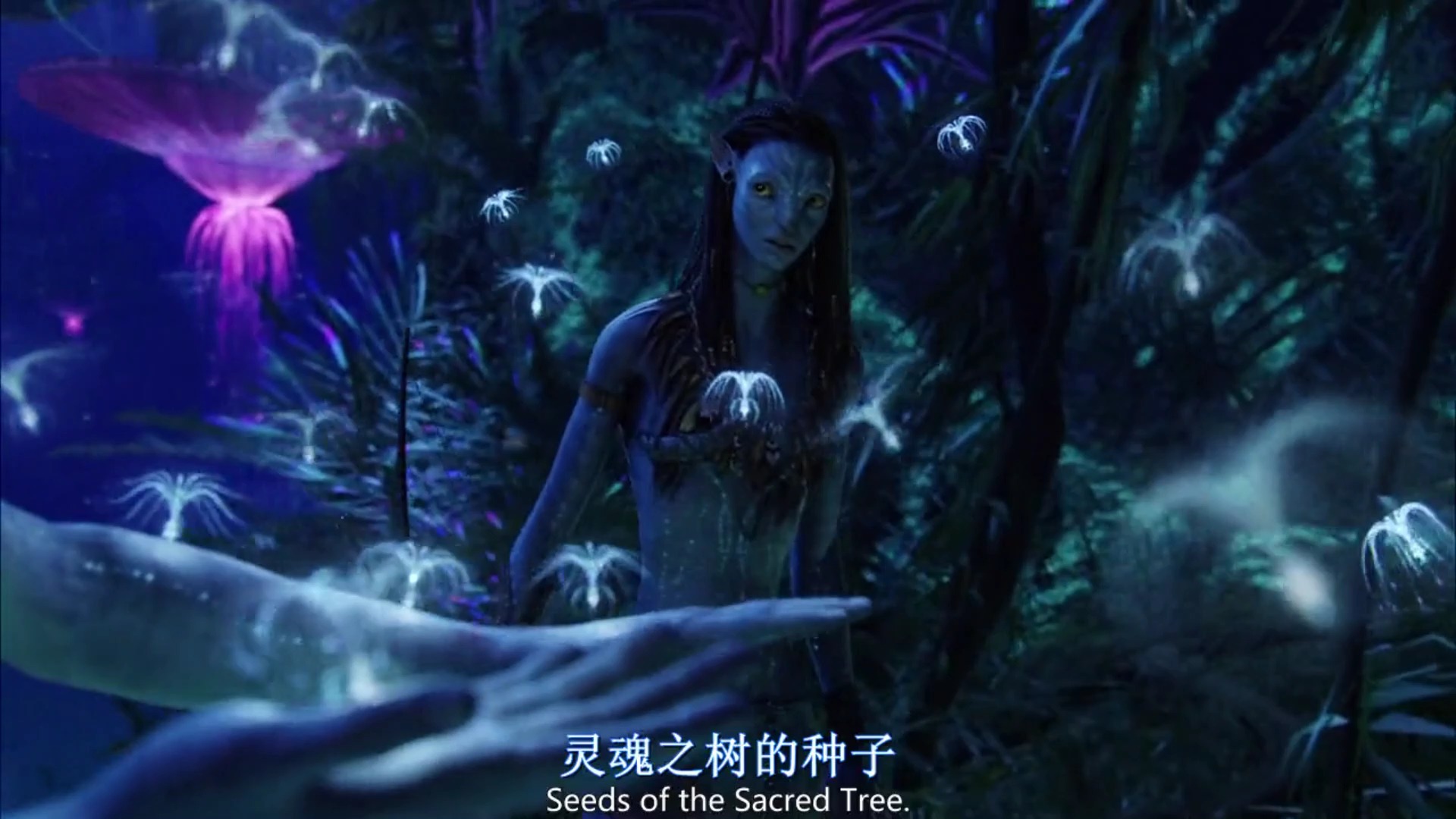 如此美丽,来自星球意志的神迹 阿凡达
