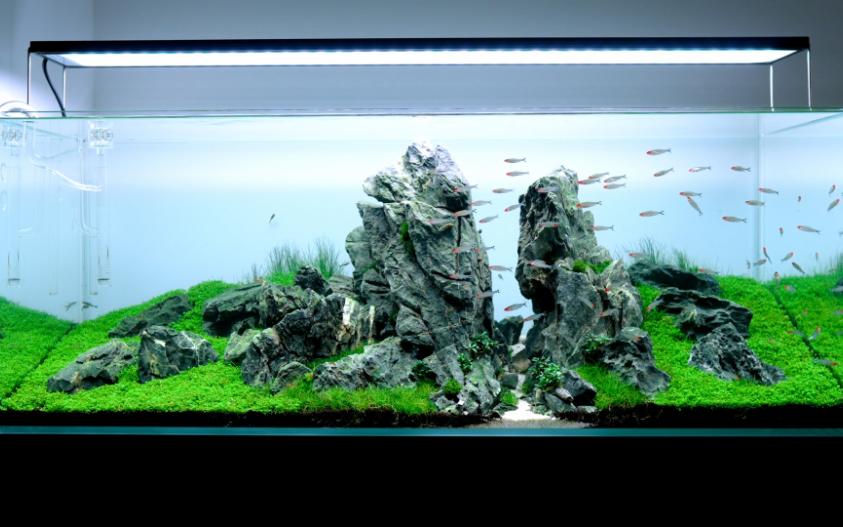 这个大峡谷草缸喜欢吗