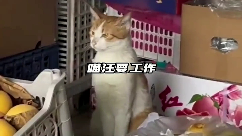 猫:你是不是有猫病呀哔哩哔哩bilibili