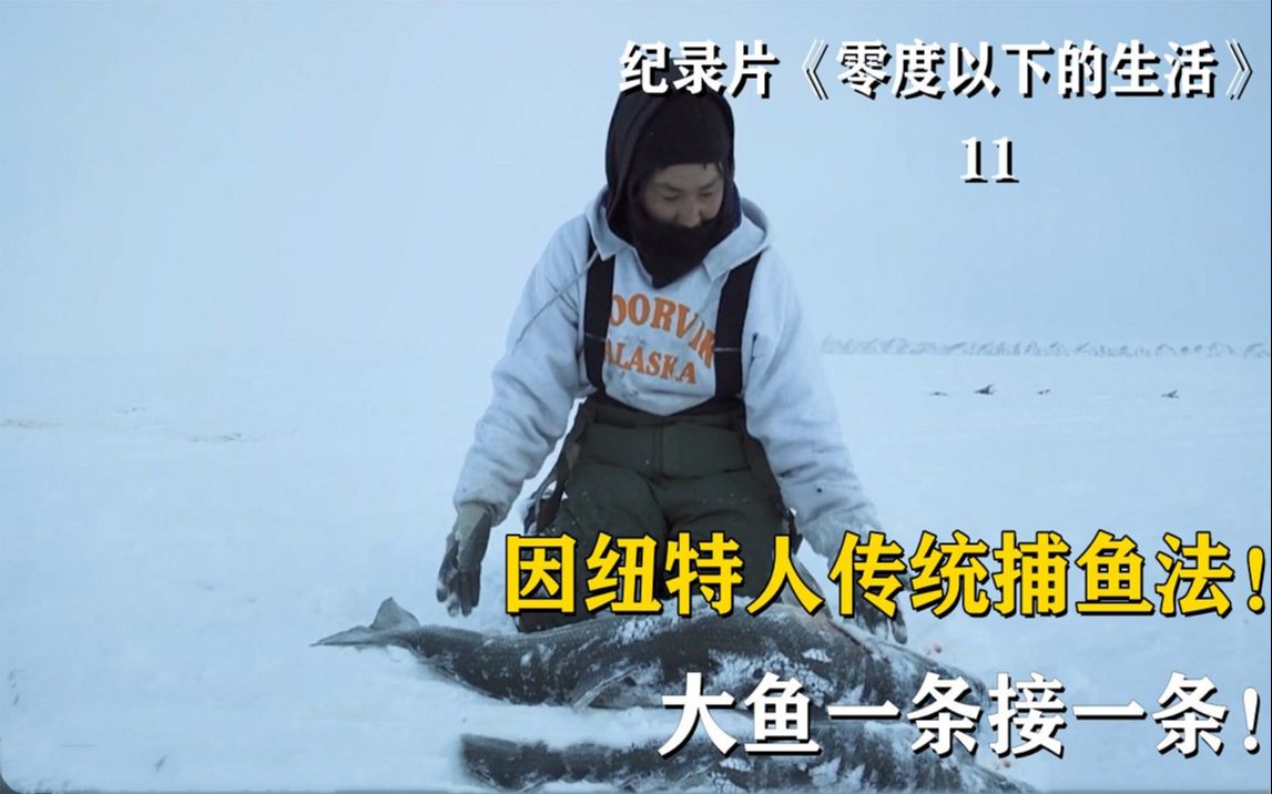零下20°:因纽特人传统捕鱼法,捕一次鱼够吃一个月,真的太爽!