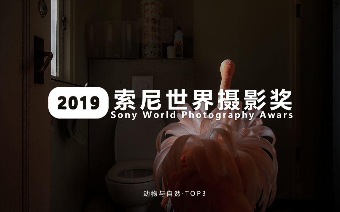 「摄影与审美」2019索尼世界摄影大赛丨动物与自然 TOP3哔哩哔哩bilibili