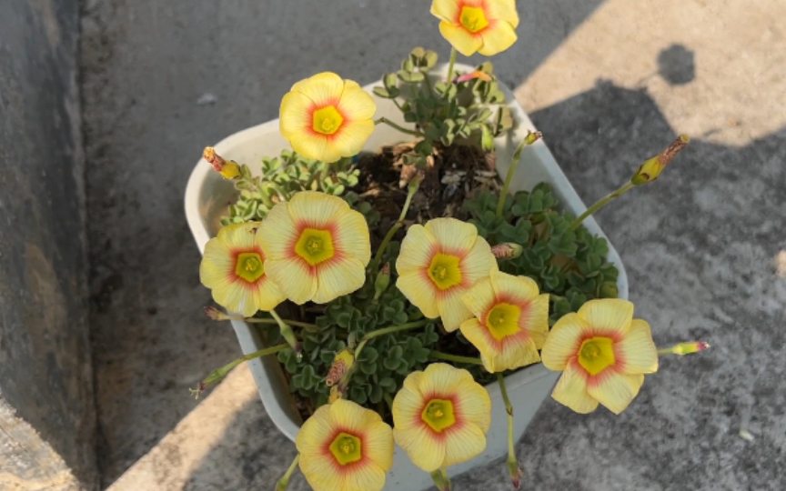 ob酢酢浆草伊丽莎白